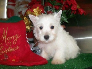 charming exmas maltese puppies for sale ,now ready to go home