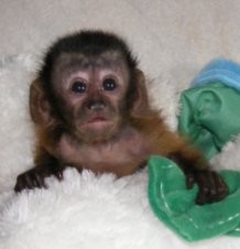 Wow!! Capuchin Monkeys Available For Sale