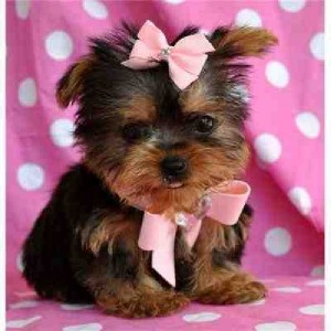 Male and Female Tea cup Yorkie Puppies