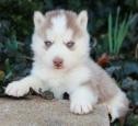 PUREBREED AKC CERTIFIED SIBERIAN HUSKY PUPPIES FOR SALE