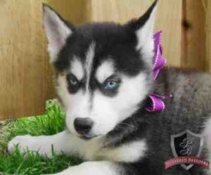 Pure and healthy Siberian Husky Puppies For Sale for Free