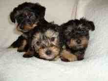 Adorable Male And Female Yorkie Puppies Ready For A New Home