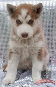 white Siberian Husky puppy for sale