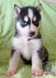 Beautiful husky Siberian puppies female and male.with blue eyes