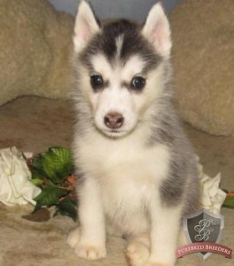 Adorable Blue Eyes Siberian Husky Puppies.