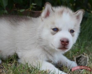 Quality Siberian husky puppies ready