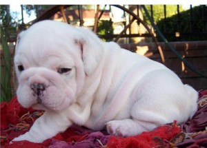 English Bulldog puppies for rehoming