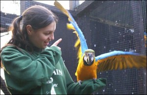 Healthy, trained and tame parrots ready to go to their new homes