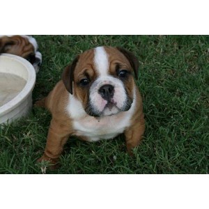 BEAUTIFUL BULLDOG PUPPY JESSIE !