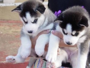 Thanksgiving potty train siberian husky puppies pls text me @ 413-489-2502