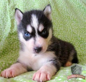 Beautiful husky Siberian puppies female and male.with blue eyes