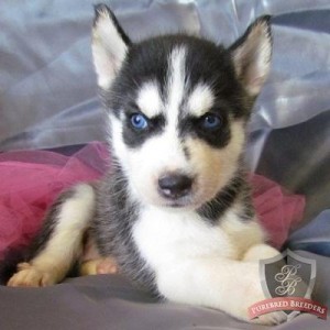 Cute Siberian Husky Puppies With Lovely Blue Eyes