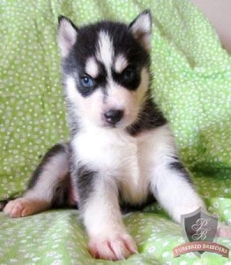 certified purebred red/white siberian husky