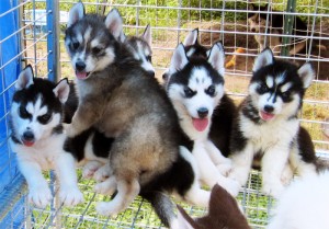 Siberian Husky Puppies