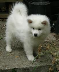 American Eskimo for adoption