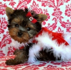 Teacup Yorkie Available