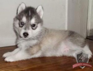 Black and White Blue eyes Siberian Husky Puppies available