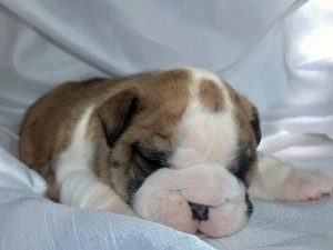 cute English bulldogs puppies for xmas.