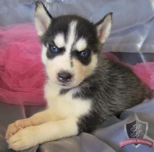 Beautiful AKC blue eye Siberian husky Puppies from Champion Dad andamp; Mom.