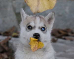 Siberian husky puppies for xmas.