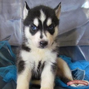 White Long Haired Siberian Husky Pups ready for your kids