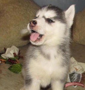 11 week old siberian husky female beware