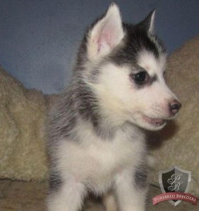 Cute And Adorable Babies Black An White Siberian Husky Puppies Ready