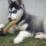 AKC SIBERIAN HUSKY PUPPIES FOR ADOPTION