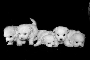 Maltese puppies for xmas.