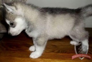 Perfect AKC Registered siberian husky puppies for Free