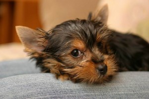 Adroble Yorkie Puppies for xmas.