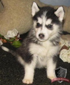 Cute and adorable Siberian husky puppies for adoption for Free