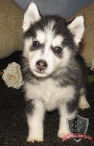 Solid White Siberian Husky Purebreed