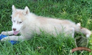 Very Intelligent And Adorable Siberian Husky Puppies For Sale