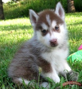 2 pure bred husky puppies girl and boy for Free