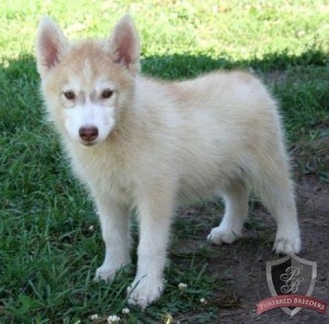 wonderful Siberian husky puppies for Free