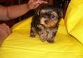 cute male and female Yorkie puppies for adoption