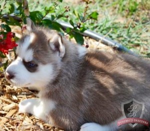 milk top Siberian Husky puppies for Free