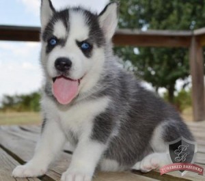 Beautiful Siberian Husky Puppies Willing to go for Free