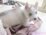 Super Cute Siberian Husky Puppies Available Now for Free