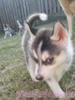 well trained siberian husky puppies ready now for Free