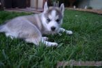 queen siberian husky for Free