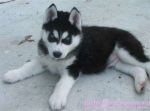 playful siberian huksy puppies for Free