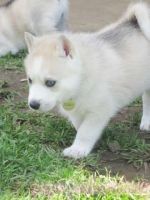 cute siberian husky puppies for adoption for Free