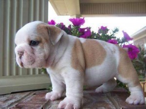 Charming Bulldog Puppies