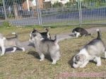 Registered Siberian Husky Puppies for Free