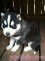 lassic Siberian Husky Pupps For Kids for Free