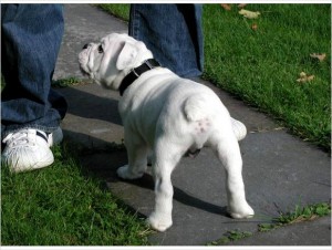 Beautiful English Bulldog puppies For Adoption