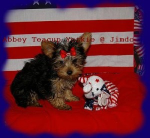 pure bred Yorkshire terrier pups.