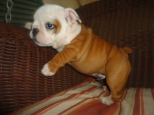 AKC English Bulldog Puppies For Free Adoption